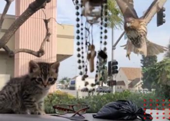 Águila intenta cazar a gatito y parabrisas se lo impide