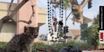 Águila intenta cazar a gatito y parabrisas se lo impide