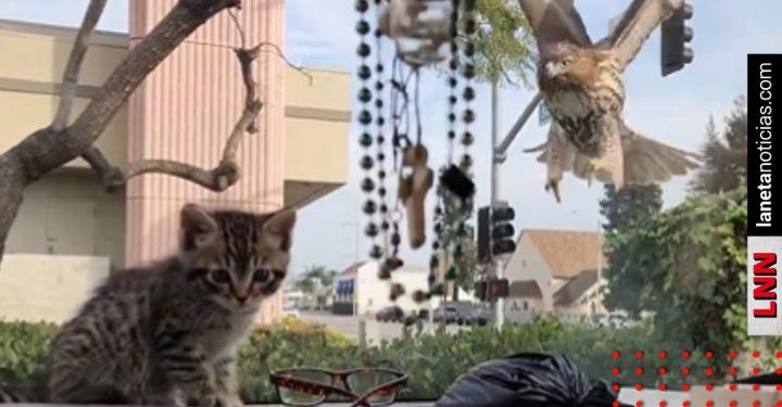 Águila intenta cazar a gatito y parabrisas se lo impide