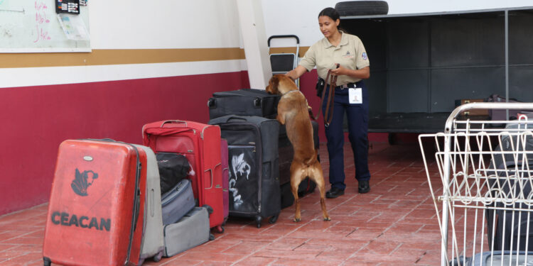 AGRICULTURA gradúa a 14 nuevos binomios caninos para prevenir plagas y enfermedades agropecuarias en México y Centroamérica