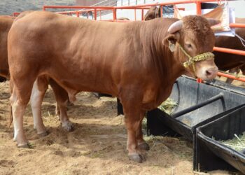 Abre AGRICULTURA ventanillas en Sonora, Durango, Coahuila y Región Lagunera para apoyar a ganaderas y ganaderos en la compra de sementales bovinos