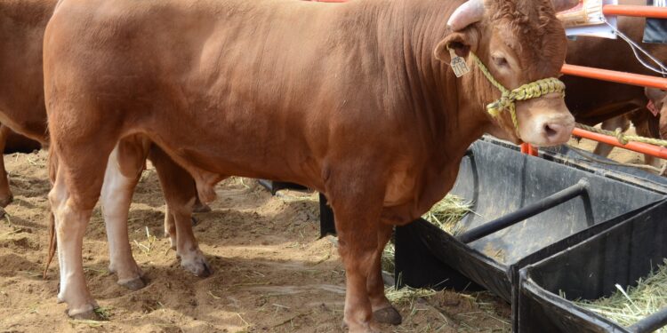 Abre AGRICULTURA ventanillas en Sonora, Durango, Coahuila y Región Lagunera para apoyar a ganaderas y ganaderos en la compra de sementales bovinos