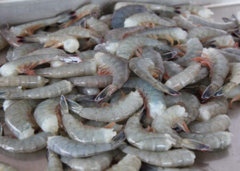 CONAPESCA publica fechas de inicio de temporada de camarón 2025 en el Pacífico