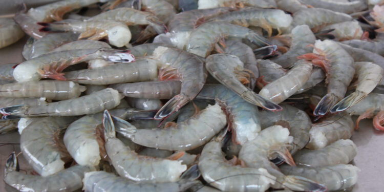 CONAPESCA publica fechas de inicio de temporada de camarón 2025 en el Pacífico