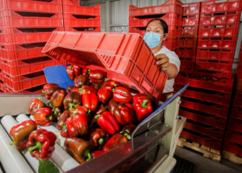 Japón abre su mercado al pimiento morrón mexicano: AGRICULTURA