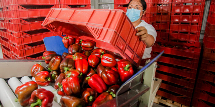 Japón abre su mercado al pimiento morrón mexicano: AGRICULTURA