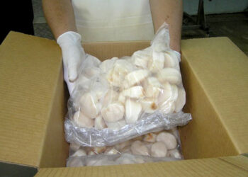 Conapesca actualiza la veda del callo de hacha en Sonora: especies, trámites y sanciones