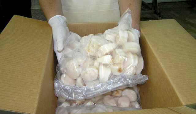 Conapesca actualiza la veda del callo de hacha en Sonora: especies, trámites y sanciones