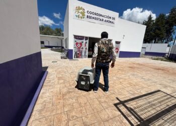 PROPAET y Bienestar Animal rescatan a ejemplar en estado de maltrato en Atlahapa