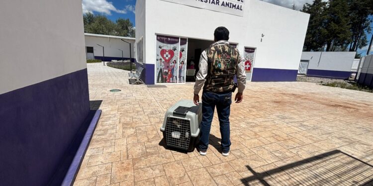 PROPAET y Bienestar Animal rescatan a ejemplar en estado de maltrato en Atlahapa