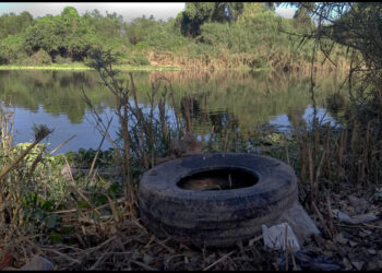 Con acciones de promoción de la salud y vigilancia epidemiológica, IMSS coadyuva en la prevención y control del dengue