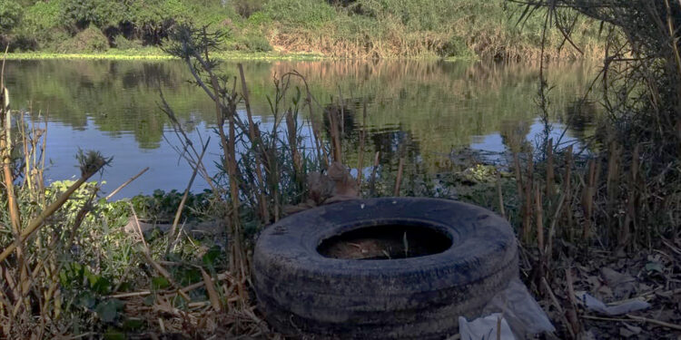 Con acciones de promoción de la salud y vigilancia epidemiológica, IMSS coadyuva en la prevención y control del dengue