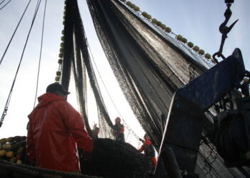 Conapesca define límites de captura para la sardina, anchoveta y macarela en el Pacífico y Golfo de California para la temporada 2025