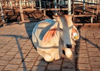 Senasica contiene oportunamente caso de gusano barrenador del ganado en Jalisco, gracias a protocolos sanitarios y reforzamiento de vigilancia