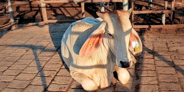 Senasica contiene oportunamente caso de gusano barrenador del ganado en Jalisco, gracias a protocolos sanitarios y reforzamiento de vigilancia