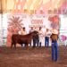 Rancho La Reserva y Rancho Santa Fe, campeones de la Copa Ganadera en la Feria de Colima