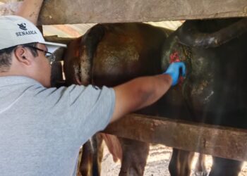 Implementan AGRICULTURA y sector ganadero medidas para reforzar la sanidad frente al gusano barrenador