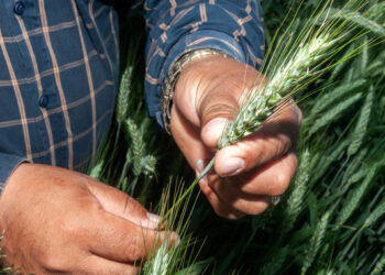 Concluye registro de productoras y productores de trigo para el pago de incentivos del ciclo Otoño–Invierno 2024–2025