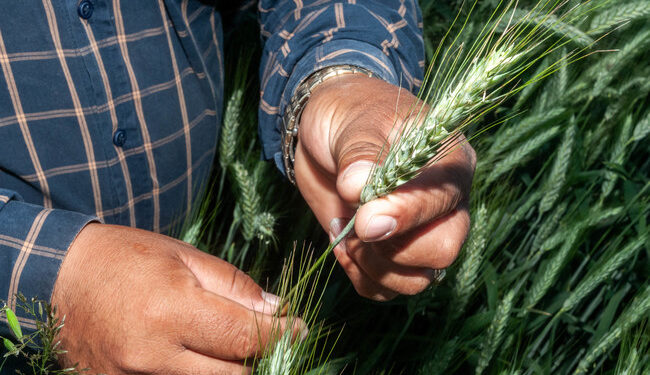 Concluye registro de productoras y productores de trigo para el pago de incentivos del ciclo Otoño–Invierno 2024–2025