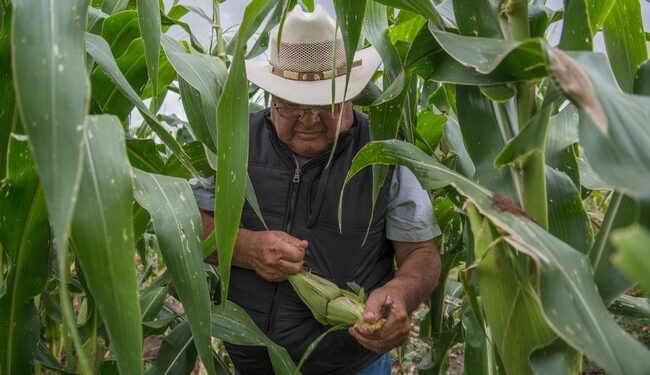 AGRICULTURA: Avanza con éxito el programa de incentivos al arroz, maíz y trigo a nivel nacional
