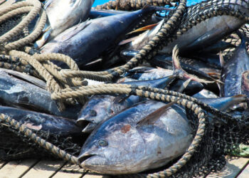 Cuatro especies inician aprovechamiento a partir de enero de 2026: Conapesca