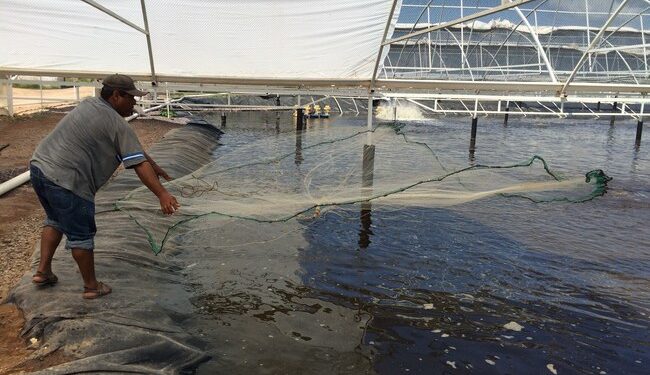 Impulsa Conapesca desarrollo de actividad acuícola durante 2025