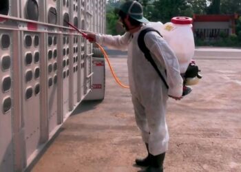 Disminuyen 86% de casos de gusano barrenador del ganado en Tamaulipas: AGRICULTURA