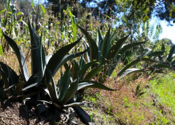 Reconocen al pulque de Tlaxcala como producto con indicación geográfica
