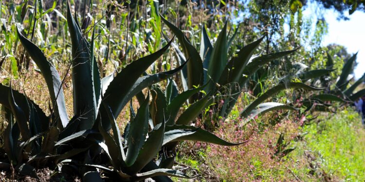 Reconocen al pulque de Tlaxcala como producto con indicación geográfica