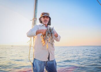 A partir del 3 de marzo inicia veda del camarón en el Pacífico: Sinaloa reporta casi 8 mil toneladas