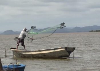 Establece Conapesca veda de camarón en el Alto Golfo de California