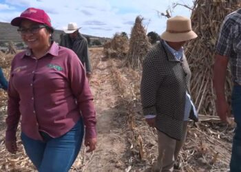 Impulsa Agricultura transición agroecológica; aumentan 25% los rendimientos del maíz con las Escuelas de Campo