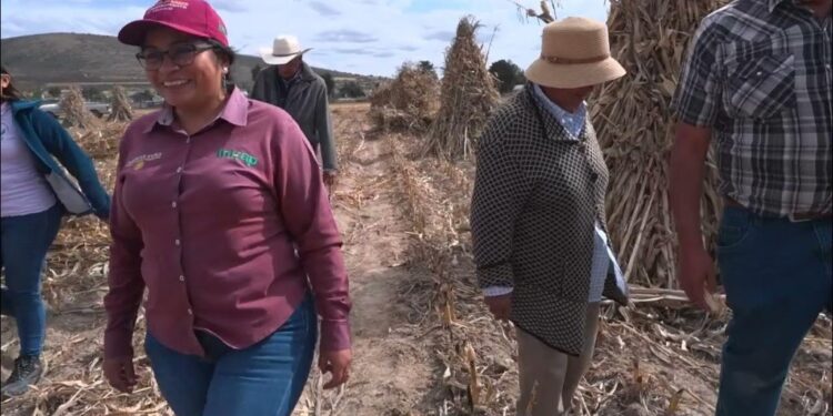 Impulsa Agricultura transición agroecológica; aumentan 25% los rendimientos del maíz con las Escuelas de Campo