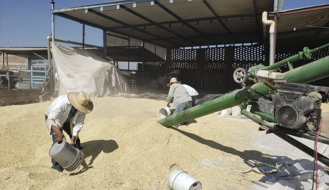 Agiliza AGRICULTURA cerca de 26 mil pagos a productoras y productores de maíz blanco