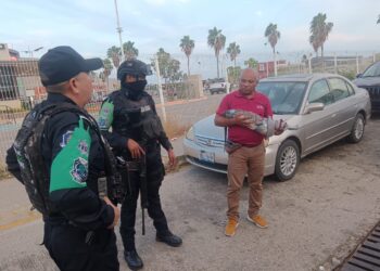 Rescata Policía Ecológica Estatal cocodrilo y lo entrega a PROFEPA en Acapulco