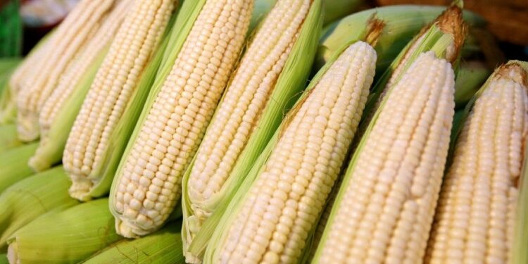 Importación de maíz en México marca máximo histórico
