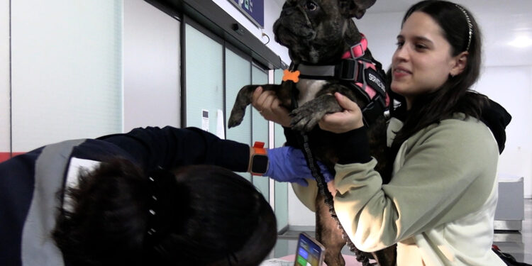Acuerdan México y Estados Unidos suspender intercambio de animales vivos como medida precautoria por gusano barrenador del ganado
