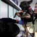 Acuerdan México y Estados Unidos suspender intercambio de animales vivos como medida precautoria por gusano barrenador del ganado