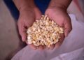 México incrementa 4.5% exportaciones agroalimentarias a Ecuador
