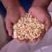 México incrementa 4.5% exportaciones agroalimentarias a Ecuador