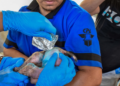 Fortalece Agricultura acciones para prevenir y tratar casos de gusano barrenador en Ciudad de México