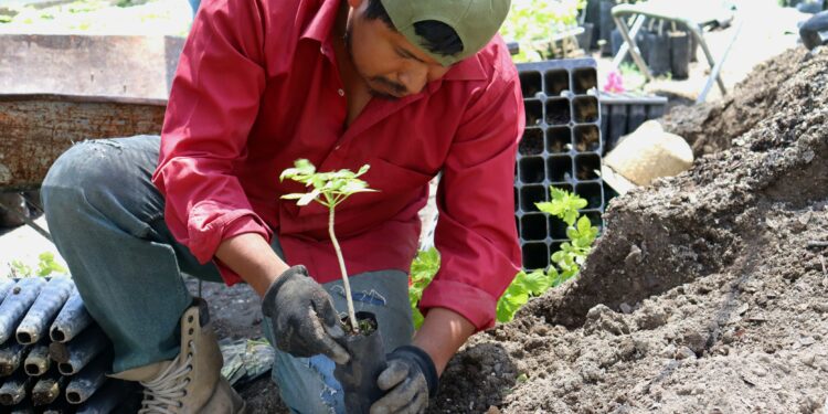 Con la producción de 300 mil plantas fortalecen las acciones de reforestación en Guerrero