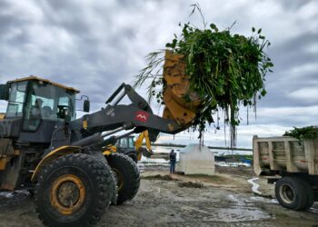 SEMAREN fortalece acciones de saneamiento con jornada de retiro de lirio acuático en la Laguna de Mitla