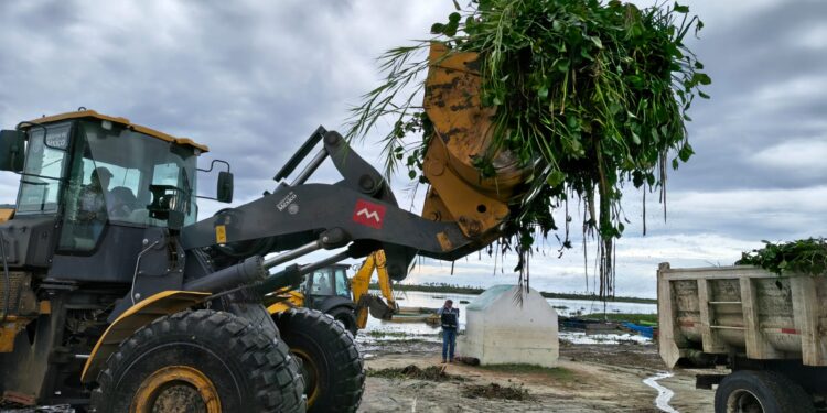 SEMAREN fortalece acciones de saneamiento con jornada de retiro de lirio acuático en la Laguna de Mitla