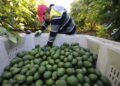 Exportación de aguacate mexicano a EUA se incrementa 35% en el primer cuatrimestre de 2026