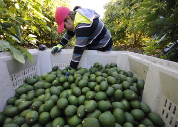 Exportación de aguacate mexicano a EUA se incrementa 35% en el primer cuatrimestre de 2026