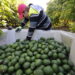 Exportación de aguacate mexicano a EUA se incrementa 35% en el primer cuatrimestre de 2026