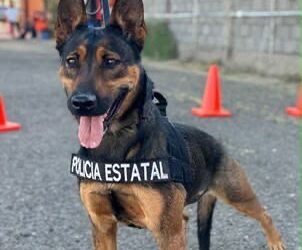 Unidad K-9 fortalece la captura de objetivos prioritarios y el combate al delito en Sonora