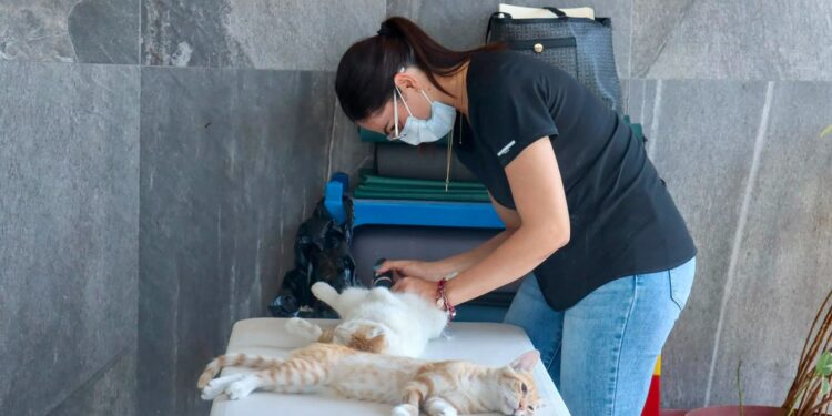 Salud Colima exhorta a prevenir enfermedades en animales para proteger a la población