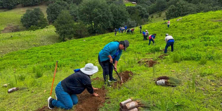 Llama AGRICULTURA a participar en la Jornada Nacional de Reforestación 2026